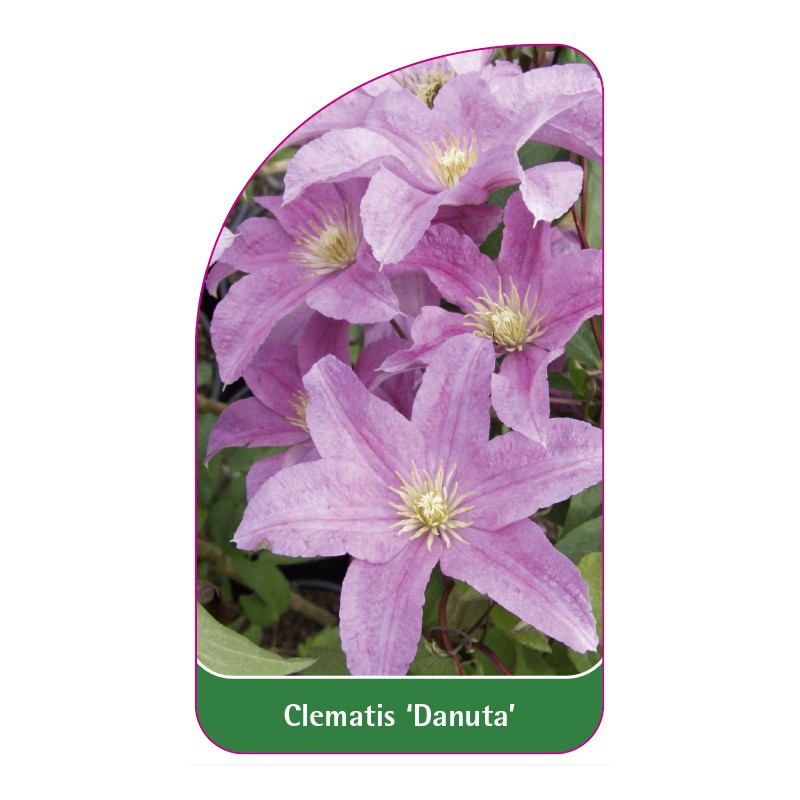 clematis-danuta-c0