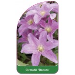 clematis-danuta-c0