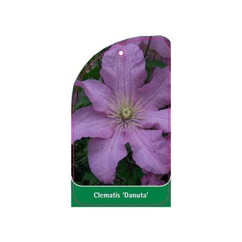 clematis-danuta-b0