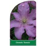 clematis-danuta-b0