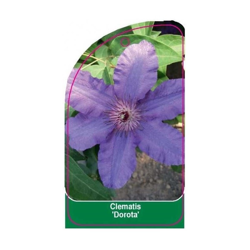 clematis-dorota-0