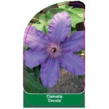 clematis-dorota-0