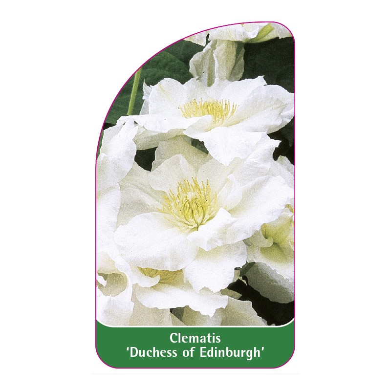 clematis-duchess-of-edinburgh-a0