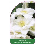 clematis-duchess-of-edinburgh-a0