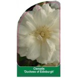 clematis-duchess-of-edinburgh-c0