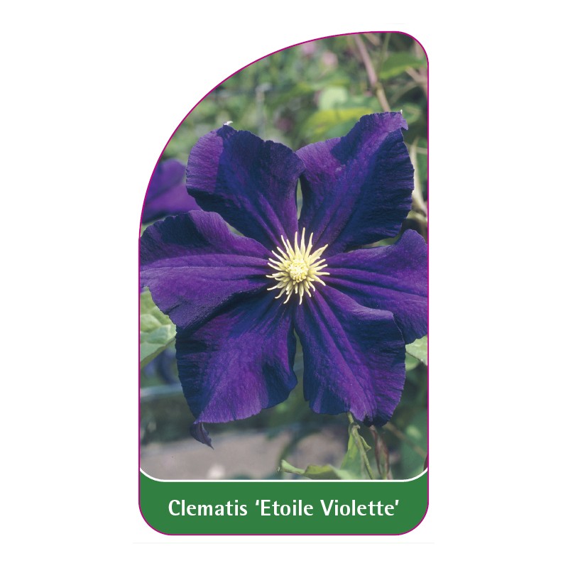 clematis-etoile-violette-0