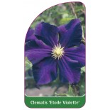 clematis-etoile-violette-0