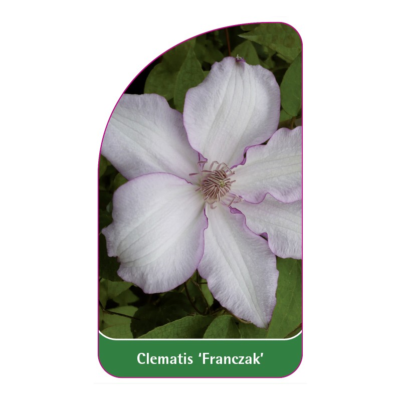 clematis-franczak-0