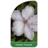 clematis-franczak-0