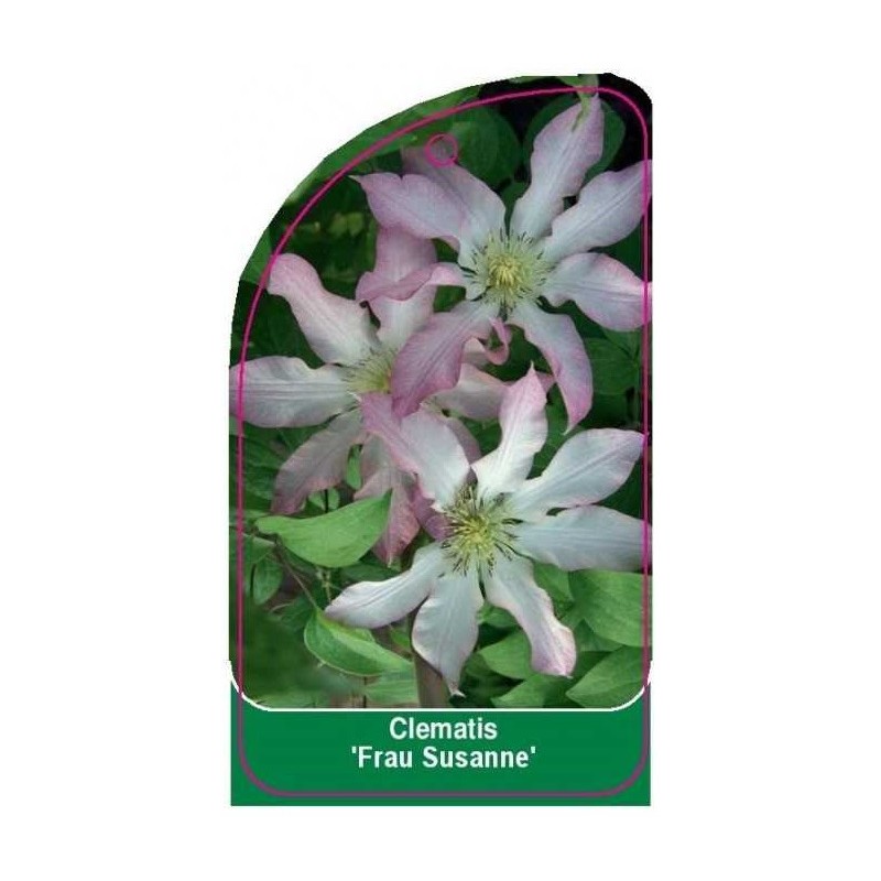 clematis-frau-susanne-0