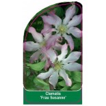 clematis-frau-susanne-0