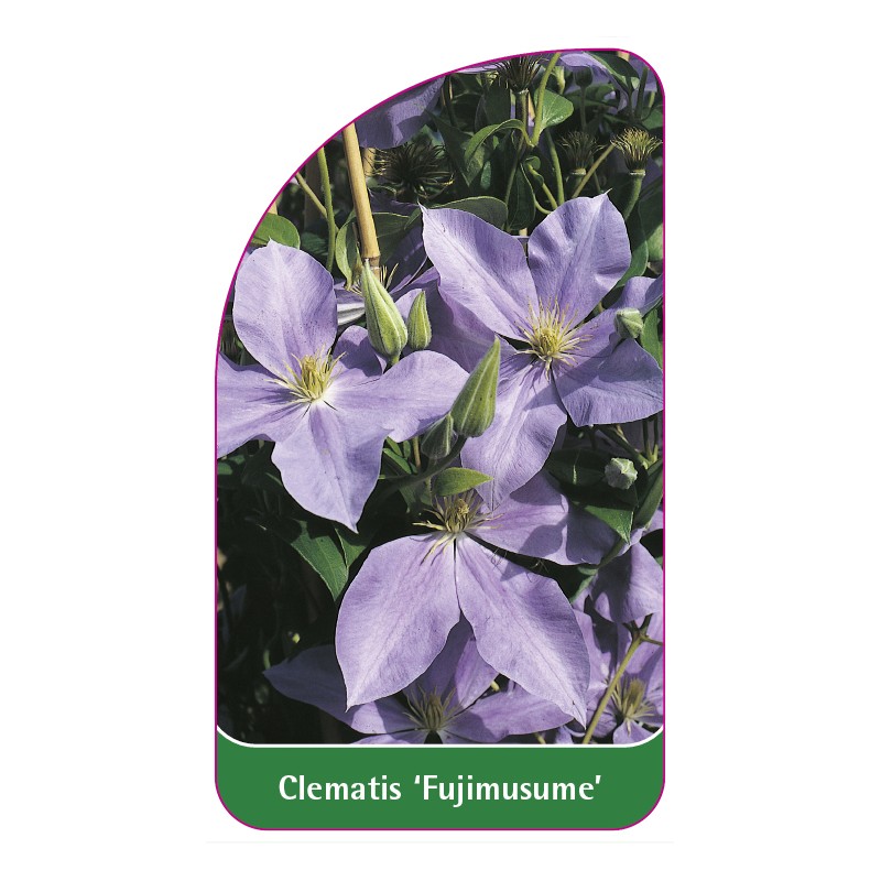 clematis-fujimusume-0