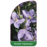 clematis-fujimusume-0