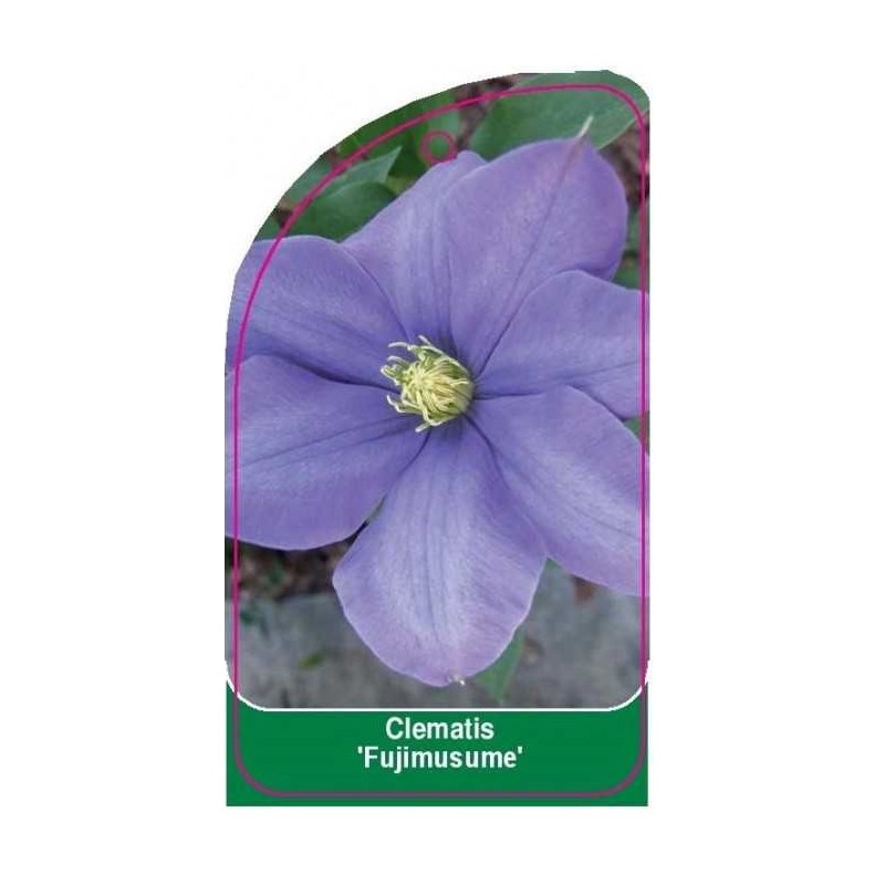 clematis-fujimusume-0