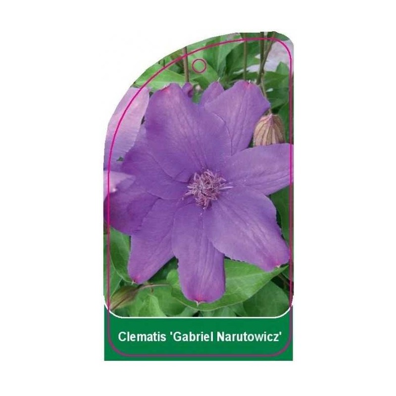 clematis-gabriel-narutowicz-0