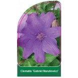 clematis-gabriel-narutowicz-0