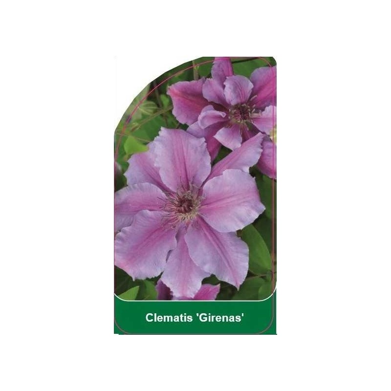 clematis-girenas-b0