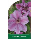 clematis-girenas-b0