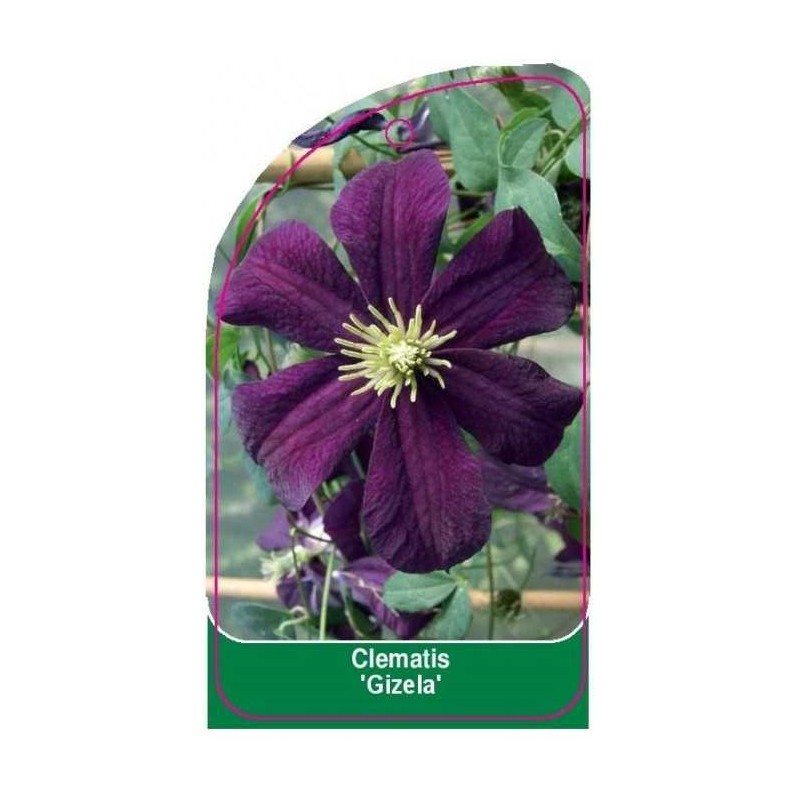 clematis-gizela-0