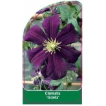 clematis-gizela-0