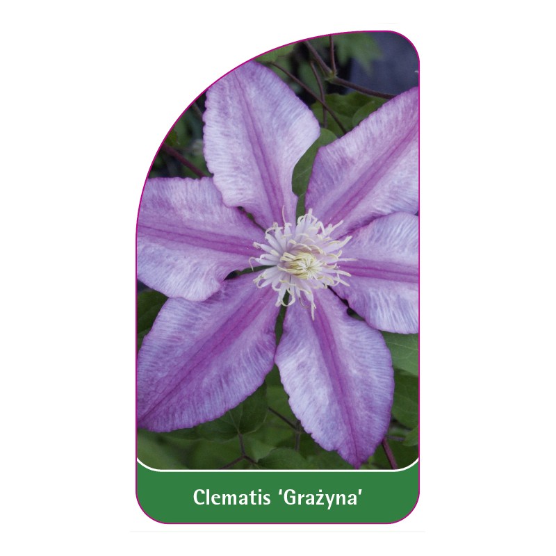 clematis-grazyna-0