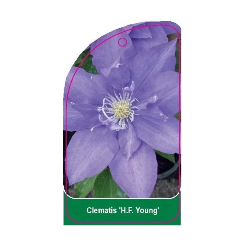 clematis-hf-young-0