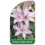 clematis-hagley-hybrid-0