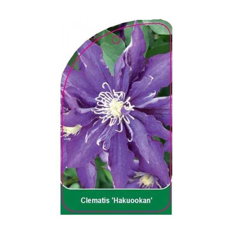 clematis-hakuookan-0