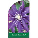 clematis-hakuookan-0