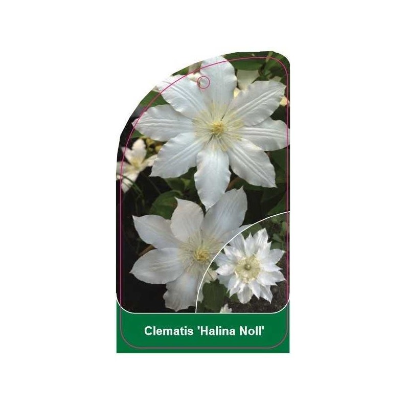 clematis-halina-noll-b0