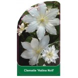 clematis-halina-noll-b0