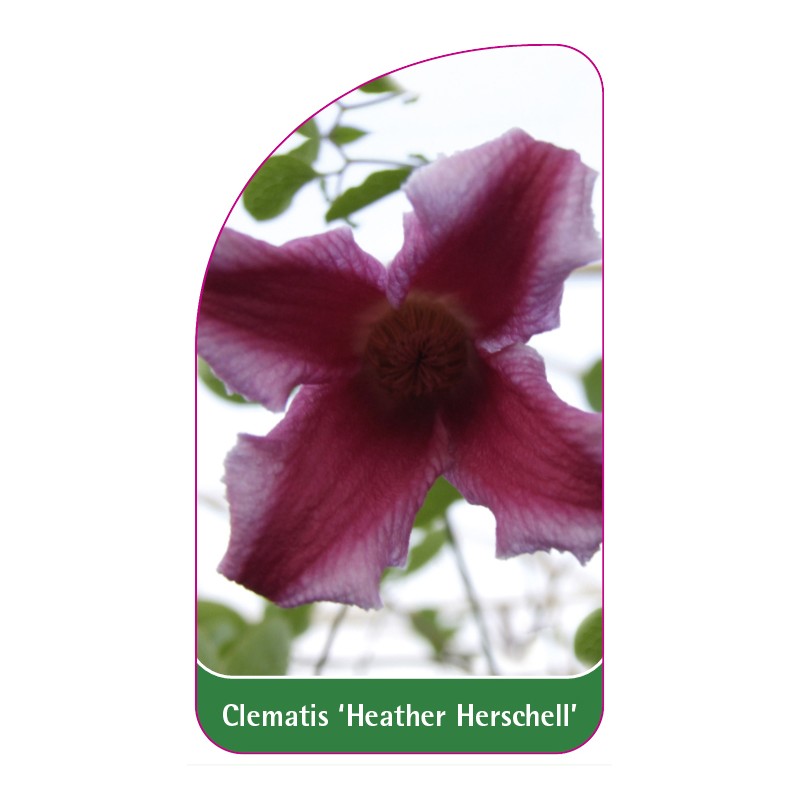 clematis-heather-herschell-a0