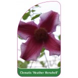 clematis-heather-herschell-a0