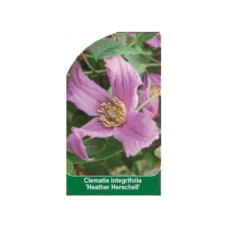 clematis-heather-herschell-b0