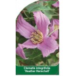 clematis-heather-herschell-b0