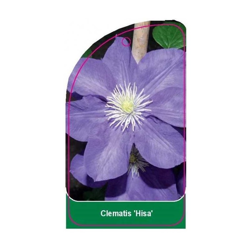 clematis-hisa-0