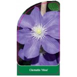 clematis-hisa-0