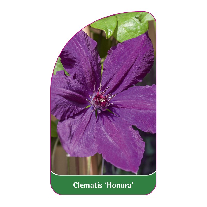 clematis-honora-0