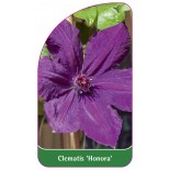 clematis-honora-0