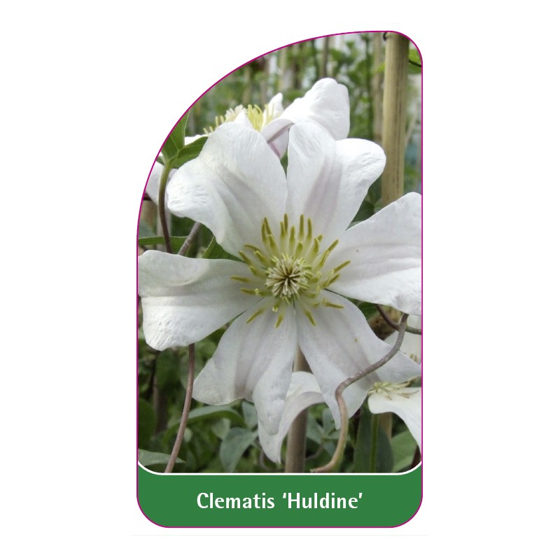 clematis-huldine-a0