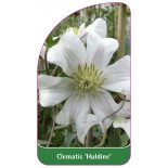 clematis-huldine-a0