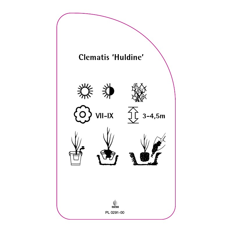 clematis-huldine-a1