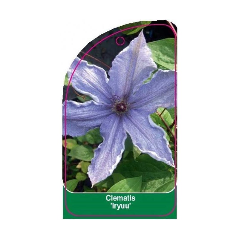 clematis-iryuu-0