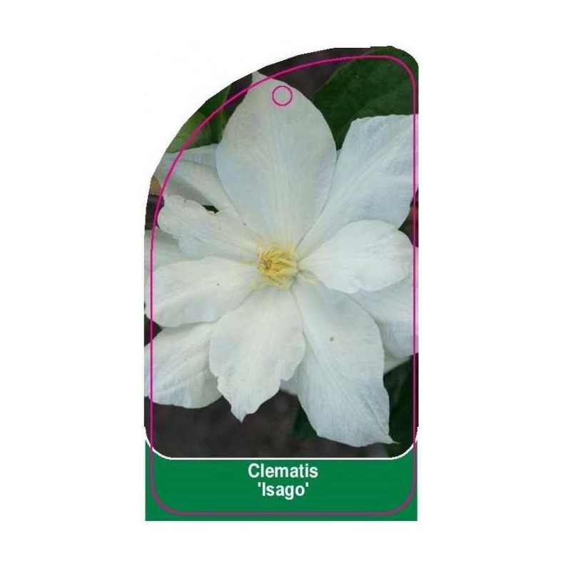 clematis-isago-a0