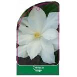 clematis-isago-a0