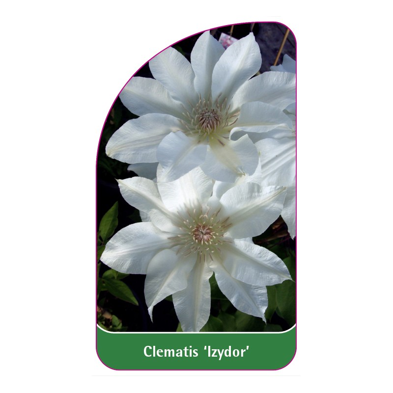 clematis-izydor-a0