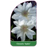 clematis-izydor-a0