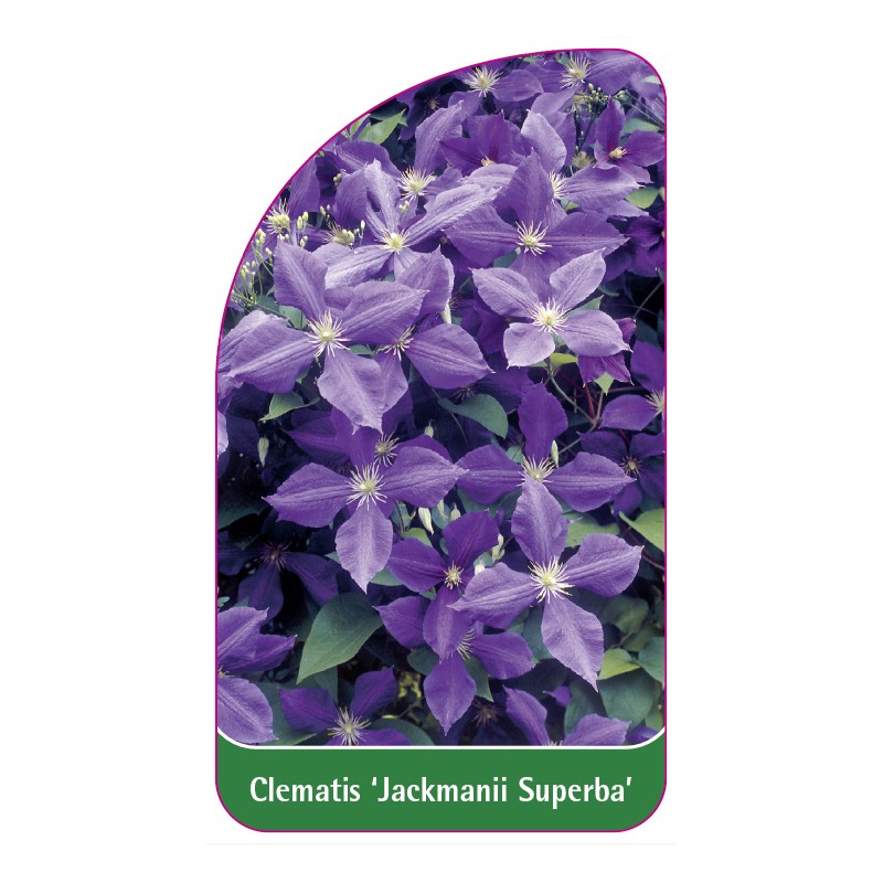 clematis-jackmanii-superba-0