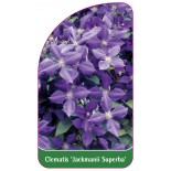 clematis-jackmanii-superba-0