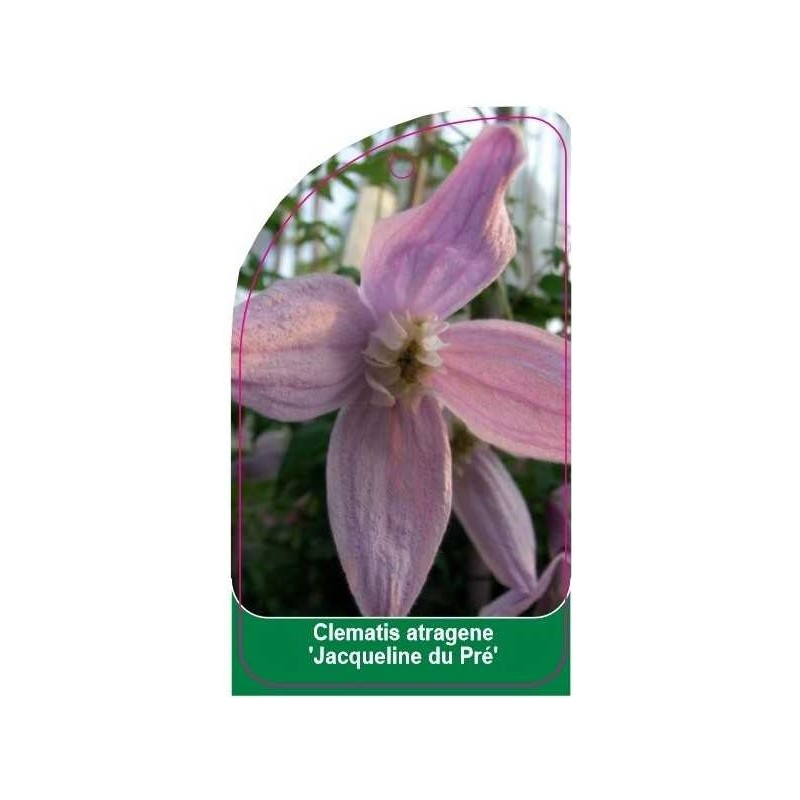 clematis-jacqueline-du-pre-c0